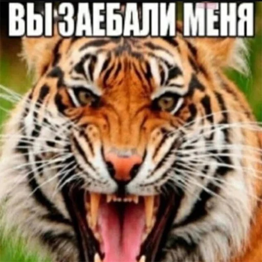 😈 Стикер «explain ur smolness» для Telegram