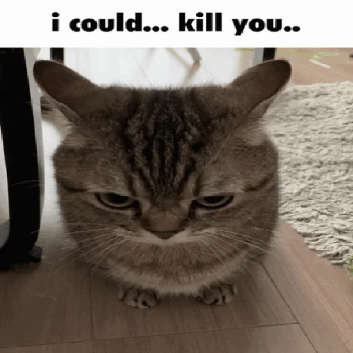 😡 Стикер «explain ur smolness» для Telegram