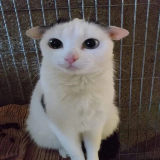 🫢 Стикер «explain ur smolness» для Telegram