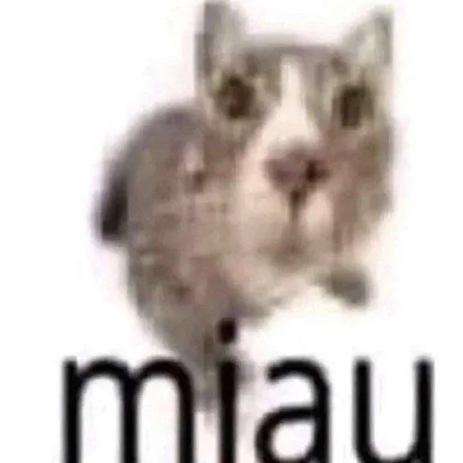 😺 Стикер «explain ur smolness» для Telegram