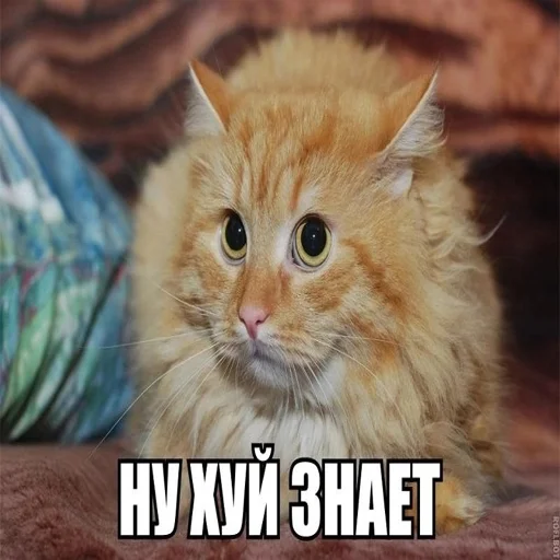 🤷‍♂️ Стикер «explain ur smolness» для Telegram