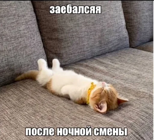 🙃 Стикер «Разрывные котята» для Telegram