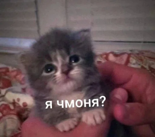 😈 Стикер «Разрывные котята» для Telegram