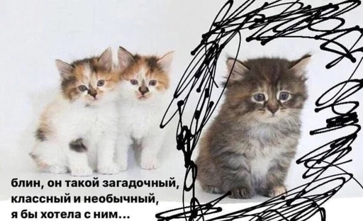 🥺 Стикер «Разрывные котята» для Telegram