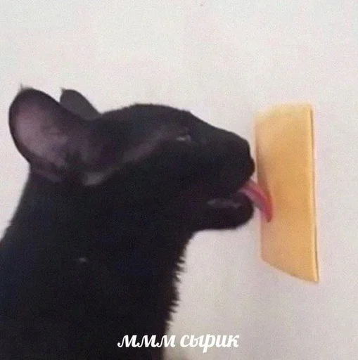 👅 Стикер «Разрывные котята» для Telegram