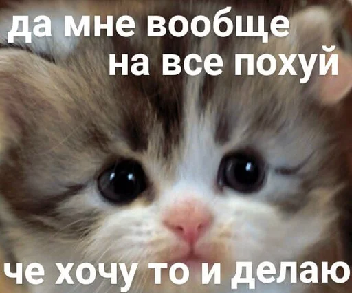 🖕 Стикер «Разрывные котята» для Telegram