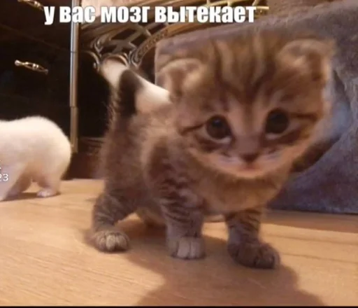 😉 Стикер «Разрывные котята» для Telegram