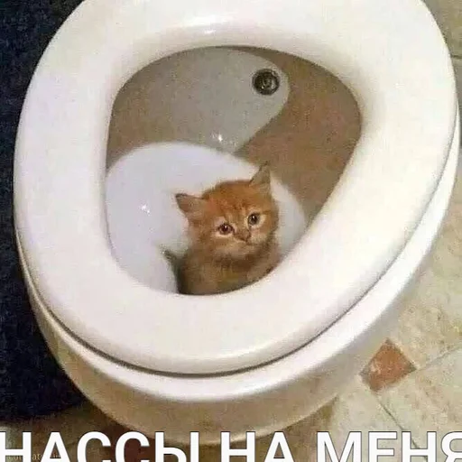 💦 Стикер «Разрывные котята» для Telegram