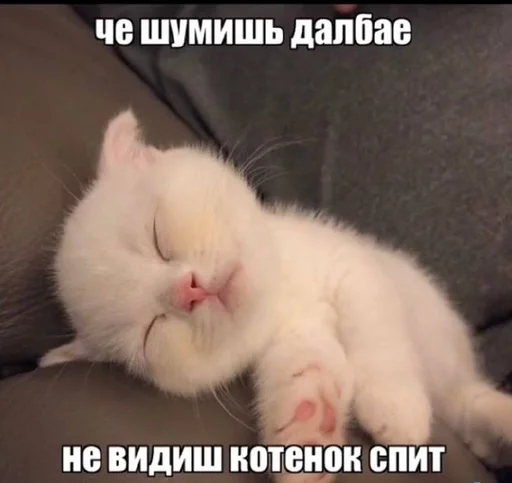 😴 Стикер «Разрывные котята» для Telegram