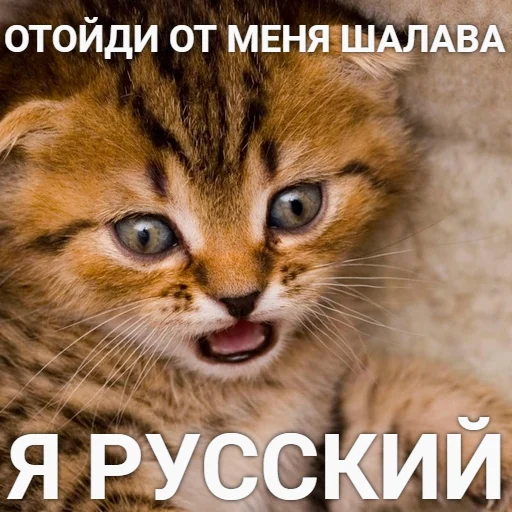 😡 Стикер «Разрывные котята» для Telegram