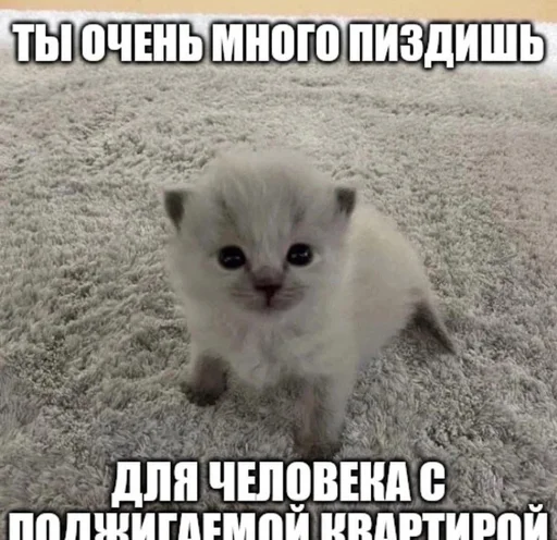 😈 Стикер «Разрывные котята» для Telegram