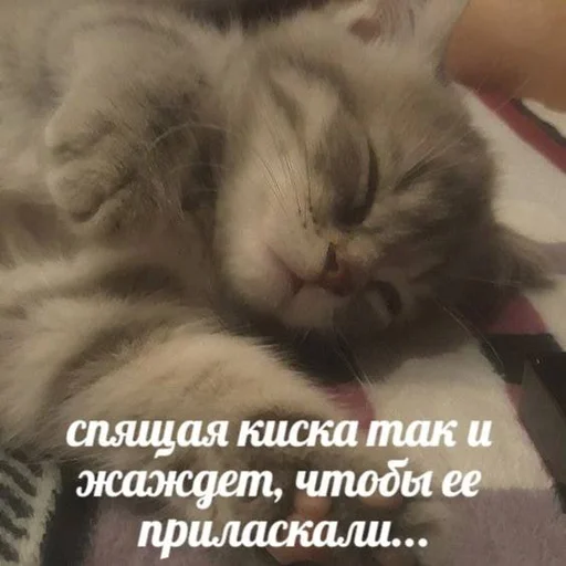 💤 Стикер «Разрывные котята» для Telegram