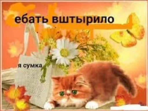 😈 Стикер «Разрывные котята» для Telegram
