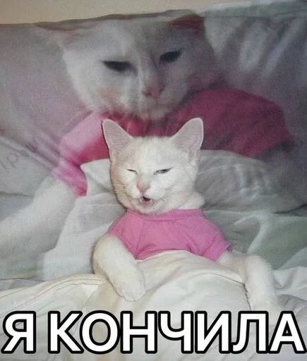 💦 Стикер «Разрывные котята» для Telegram