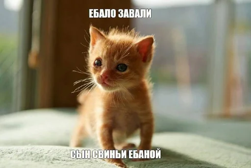 🤬 Стикер «Разрывные котята» для Telegram