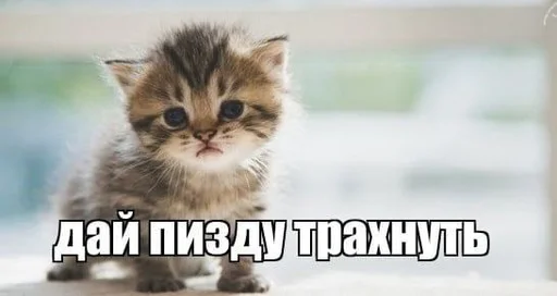 😈 Стикер «Разрывные котята» для Telegram
