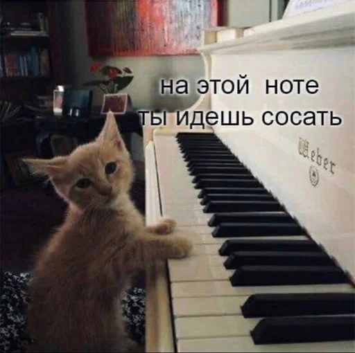 🤷‍♂️ Стикер «Разрывные котята» для Telegram
