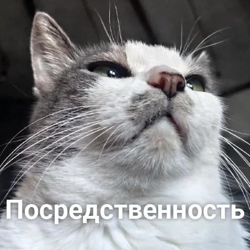 😈 Стикер «Разрывные котята» для Telegram