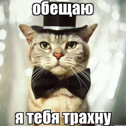 😈 Стикер «Разрывные котята» для Telegram