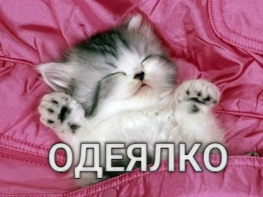 🤪 Стикер «Разрывные котята» для Telegram