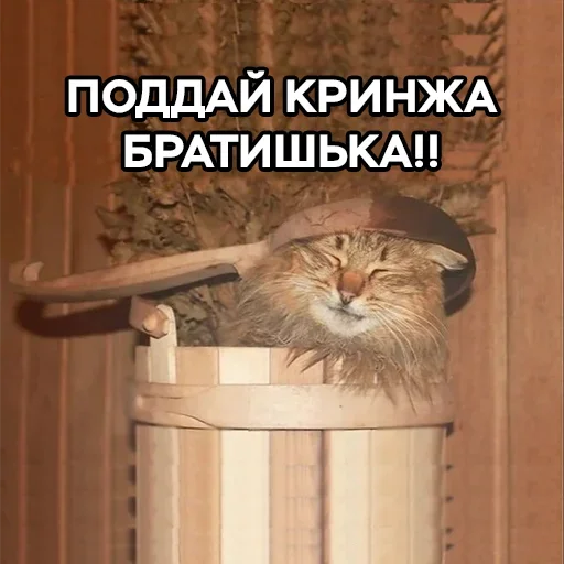 😈 Стикер «Разрывные котята» для Telegram