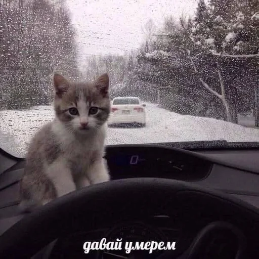 Стикерпак Разрывные котята для Telegram