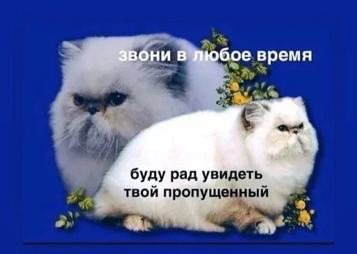 😈 Стикер «Разрывные котята» для Telegram
