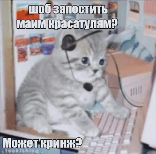 👀 Стикер «Разрывные котята» для Telegram