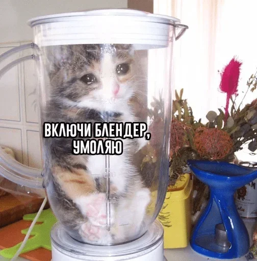 🤬 Стикер «Разрывные котята» для Telegram
