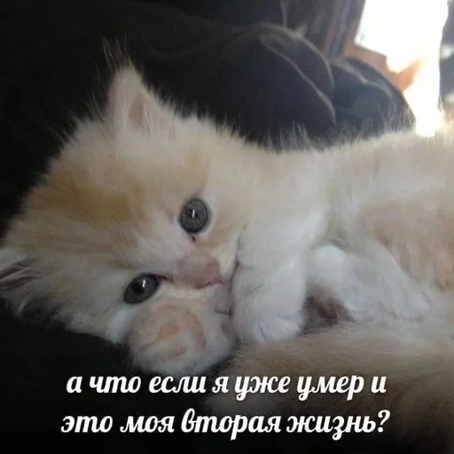 😈 Стикер «Разрывные котята» для Telegram
