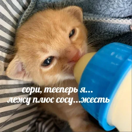 👅 Стикер «Разрывные котята» для Telegram