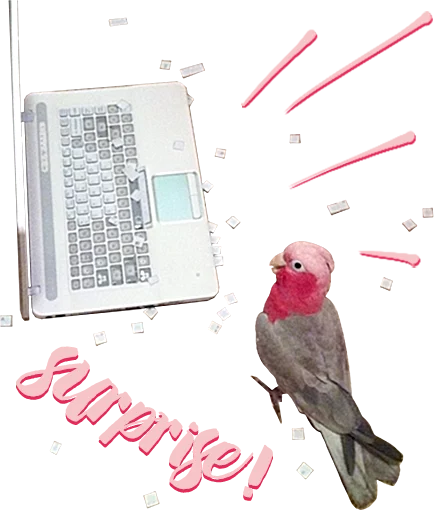 🎉 Стикер «birbs» для Telegram
