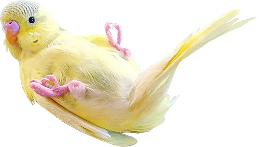 🙃 Стикер «birbs» для Telegram