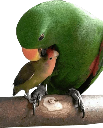 😚 Стикер «birbs» для Telegram