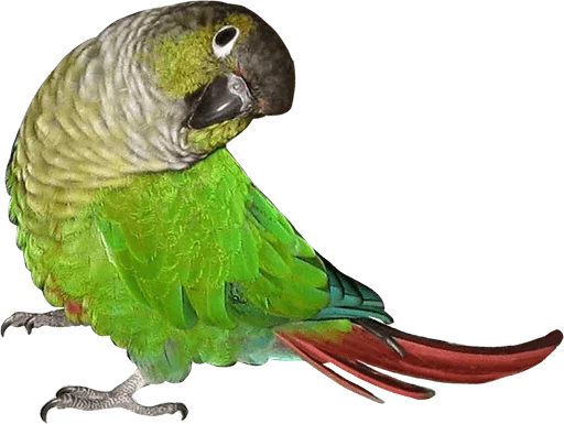 🙃 Стикер «birbs» для Telegram