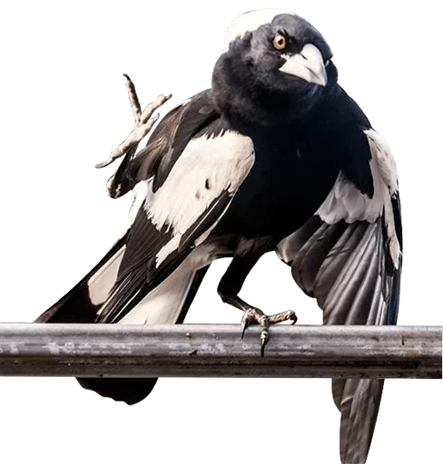 😡 Стикер «birbs» для Telegram