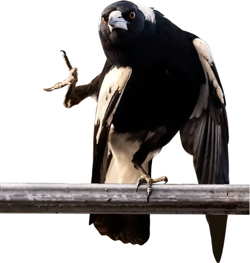 😡 Стикер «birbs» для Telegram