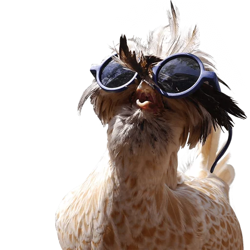 😎 Стикер «birbs» для Telegram