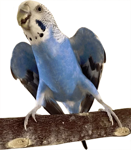 😯 Стикер «birbs» для Telegram