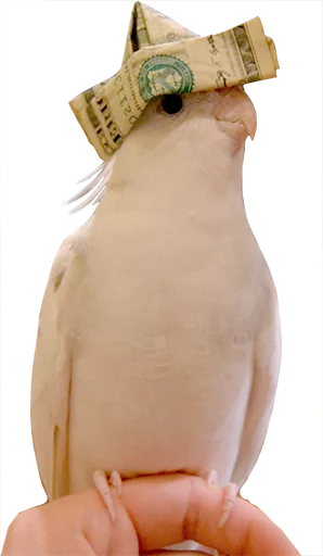 😎 Стикер «birbs» для Telegram