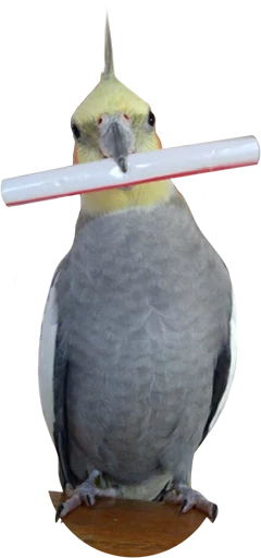 💍 Стикер «birbs» для Telegram