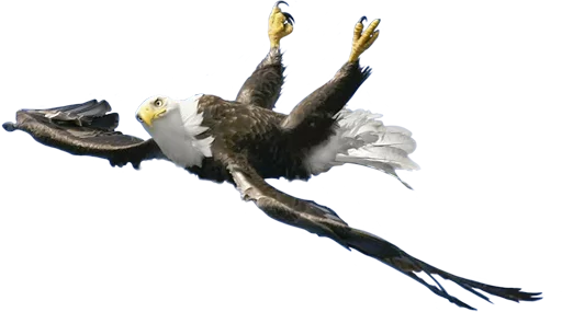 😰 Стикер «birbs» для Telegram