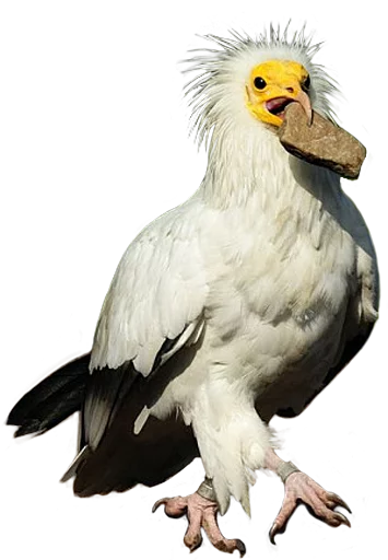 💌 Стикер «birbs» для Telegram