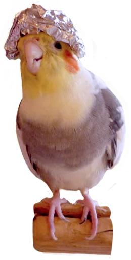 🕶 Стикер «birbs» для Telegram