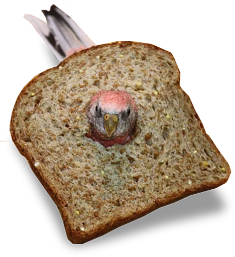 🍞 Стикер «birbs» для Telegram