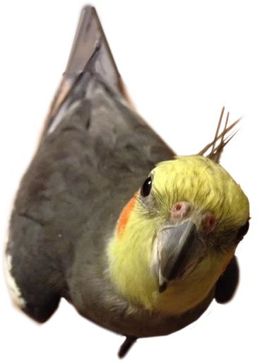 😗 Стикер «birbs» для Telegram