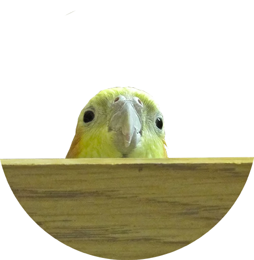 👀 Стикер «birbs» для Telegram