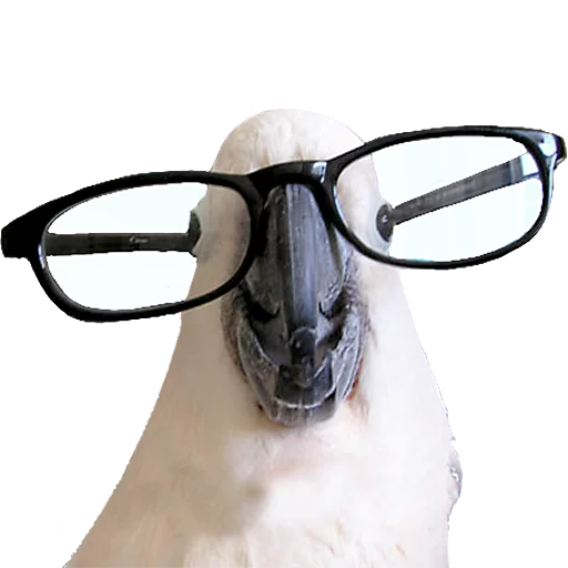 👓 Стикер «birbs» для Telegram