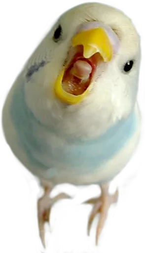😤 Стикер «birbs» для Telegram