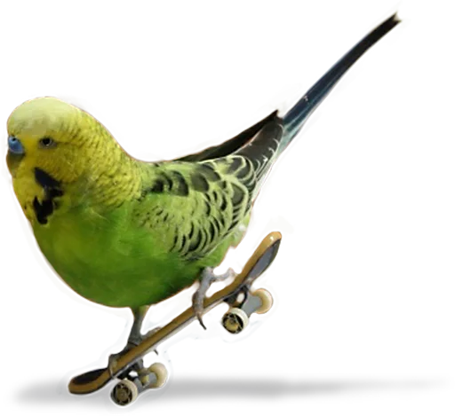 ⚠ Стикер «birbs» для Telegram
